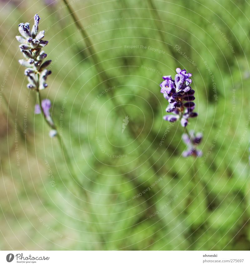 Lavendel Pflanze Sommer Blüte Garten Duft violett Farbfoto Außenaufnahme Menschenleer Textfreiraum unten Textfreiraum Mitte Sonnenlicht Unschärfe