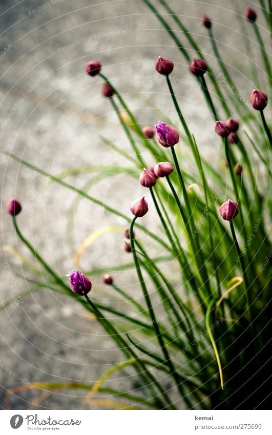 Schnittlauch mit Blüten Lebensmittel Kräuter & Gewürze Bioprodukte Natur Pflanze Nutzpflanze Garten Blühend Wachstum grün violett Blütenknospen Farbfoto