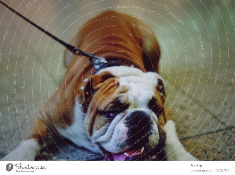 englische Bulldogge liegt auf Fliesenboden Tier Hund wuff Englische Bulldogge Dogge Tierporträt Haustier sabbern Tierliebe weiß Coolness loyal Langeweile