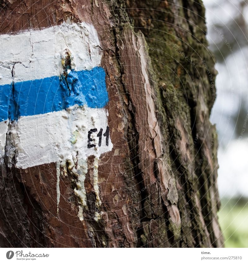 E11 Schönes Wetter Baum Baumstamm Baumrinde Moos Wald Zeichen Ziffern & Zahlen Schilder & Markierungen Hinweisschild Warnschild wandern blau weiß Genauigkeit