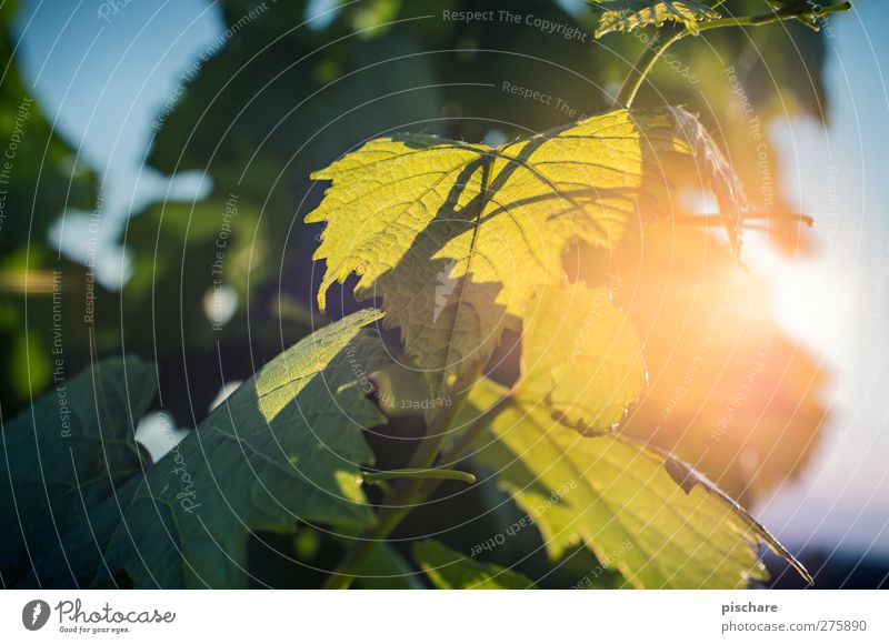 Wein Natur Sonnenlicht Sommer Pflanze Blatt Nutzpflanze Wärme grün Außenaufnahme Nahaufnahme Detailaufnahme Licht Lichterscheinung Sonnenaufgang Sonnenuntergang