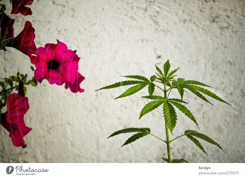 Nutzhanf Sommer Pflanze Blume Hanf Blüte Topfpflanze Mauer Wand Blühend Duft Wachstum ästhetisch schön grün rot weiß Industriehanf 2 Rauschmittel Cannabis