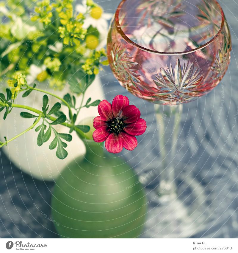 Still Glas Weinglass Häusliches Leben Blume Weinraute Schokoladenblume Vase Tischwäsche Tischdekoration Blühend Stillleben Farbfoto Außenaufnahme Menschenleer