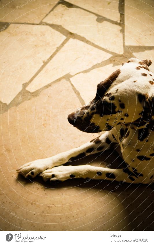 Abwarten Hund 1 Tier liegen ästhetisch elegant schön Wärme Vertrauen Tierliebe Wachsamkeit ruhig Langeweile Steinboden Punkte und Linien scheckig Fell beige