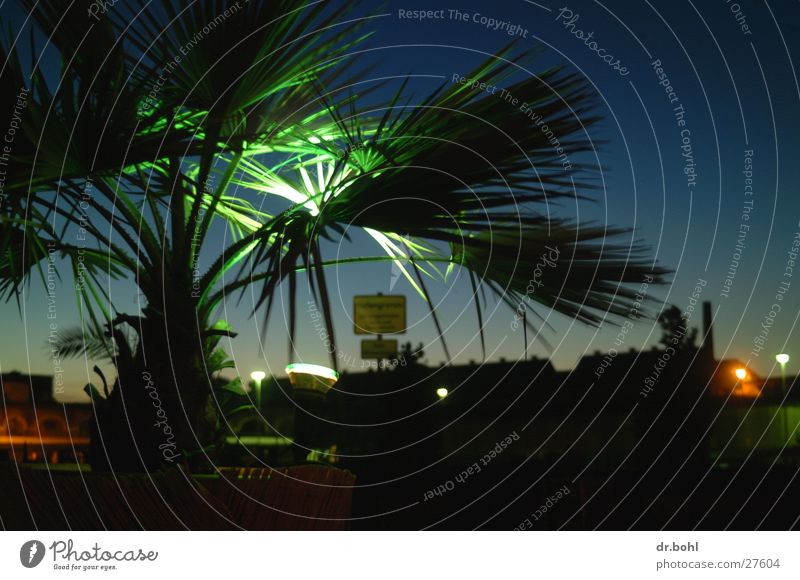 Palmen in Norddeutschland Dämmerung Lichtspiel Langzeitbelichtung Strandsalon