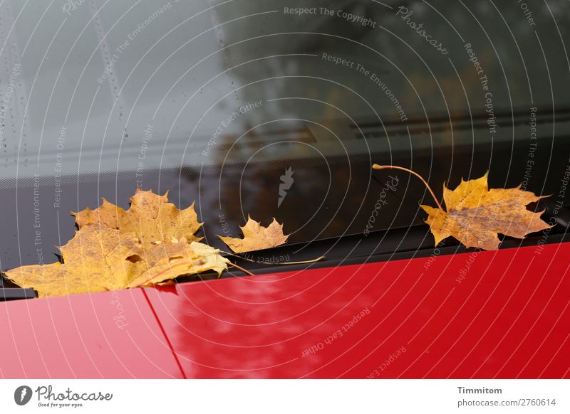 Ein Herbsttag in Deutschland Umwelt Blatt Ahornblatt Fahrzeug PKW Glas Metall liegen gold rot schwarz Gefühle Windschutzscheibe Farbfoto Außenaufnahme