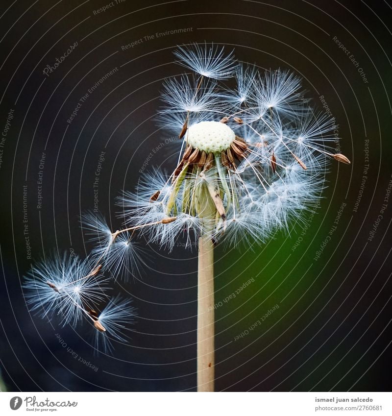 Löwenzahnblume Pflanze Blume Samen geblümt Garten Natur Dekoration & Verzierung abstrakt Konsistenz weich Außenaufnahme Hintergrund romantisch Zerbrechlichkeit
