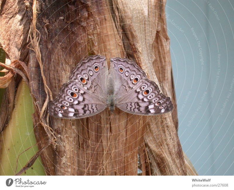 Schmetterling 5 Makroaufnahme Tier fliegen Flügel flattern sitzen Sommer Papiliorama Außenaufnahme