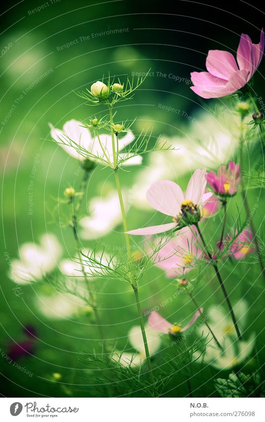 Sommer auf Erden Natur Pflanze Blume Blüte Garten Park Wiese frisch Gesundheit natürlich grün rosa Fröhlichkeit Lebensfreude schön Glück Cross Processing