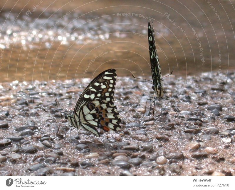 Schmetterling 3 Makroaufnahme Tier fliegen Flügel flattern sitzen Nahaufnahme schön Papiliorama Außenaufnahme