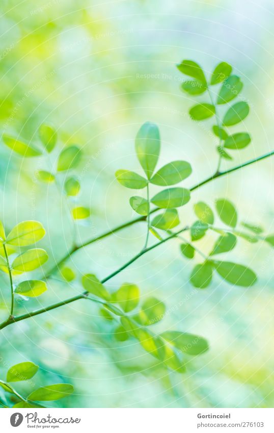 Blattwerk Natur Pflanze Sommer Grünpflanze frisch grün Farbfoto Außenaufnahme Textfreiraum oben Bewegungsunschärfe