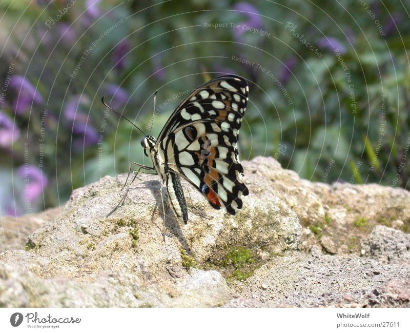 Schmetterling 2 Makroaufnahme Tier fliegen Flügel flattern sitzen Nahaufnahme Schweiz Papiliorama Außenaufnahme