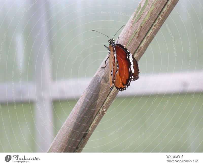 Schmetterling 1 Makroaufnahme Tier fliegen Flügel flattern sitzen Nahaufnahme schön Papiliorama Außenaufnahme