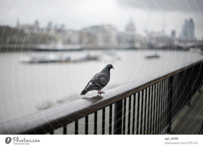 Londontaube Ferien & Urlaub & Reisen Tourismus Sehenswürdigkeit Tier Wildtier Taube 1 stehen authentisch dunkel kalt blau grau weiß Akzeptanz Treppengeländer