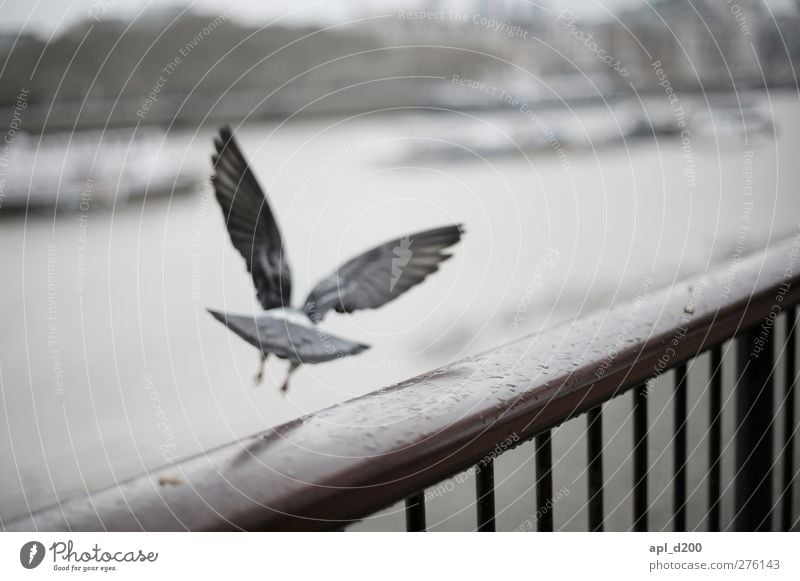 www.ichmussweg.de Ferien & Urlaub & Reisen Tourismus London Wildtier Taube 1 Tier fliegen kalt blau grau weiß Optimismus Abenteuer anstrengen Themse