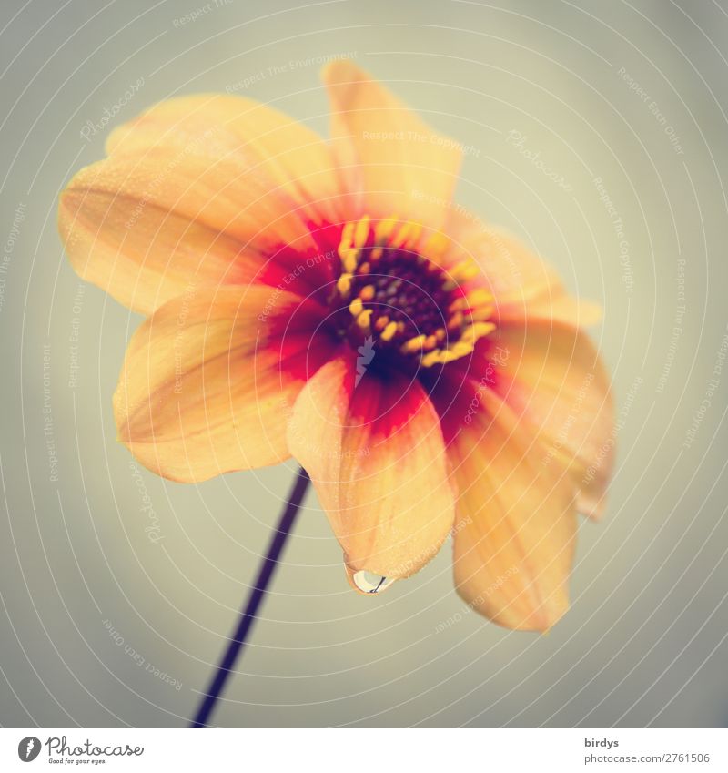 Weinende Dahlie Sommer Pflanze Blume Blüte Dahlien Wassertropfen Tränen Blühend Duft glänzend Traurigkeit weinen ästhetisch Freundlichkeit schön gelb rot Liebe