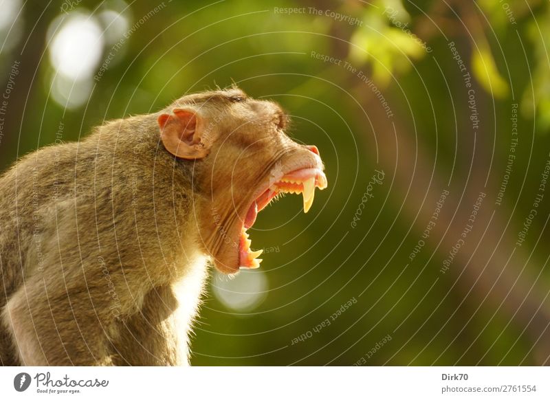 Imponiergehabe Natur Schönes Wetter Baum Park Wald Urwald Madras Tamil Nadu Indien Wildtier Affen Indischer Hutaffe Zähne zeigen 1 Tier Aggression bedrohlich