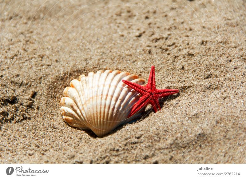 Muscheln und Seesterne im Sand Spa Sommer Strand Meer rot Panzer sonnig Licht horizontal Hintergrund Waschbecken Farbfoto mehrfarbig Menschenleer Tag