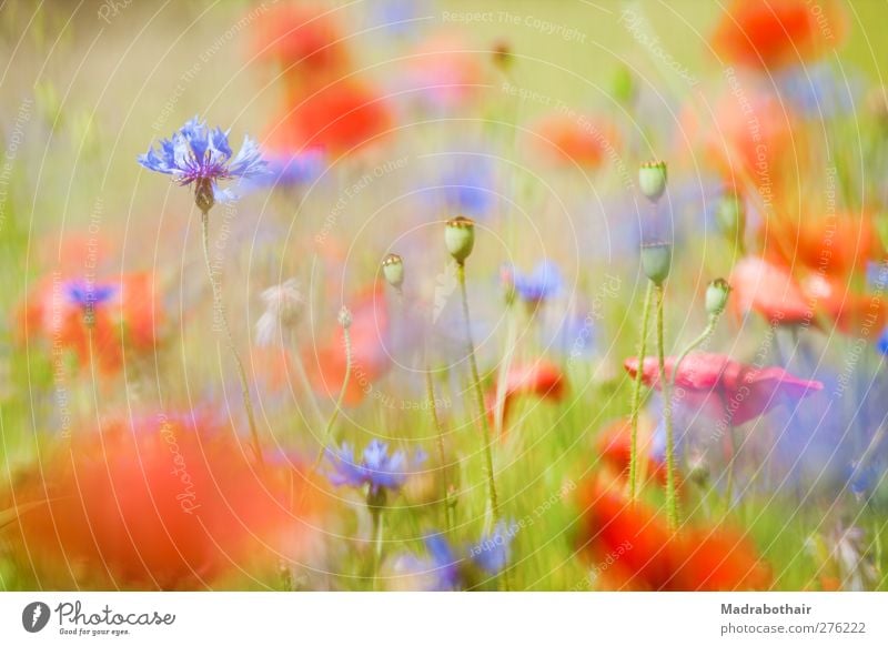 Sommerwiese Natur Landschaft Pflanze Blume Gras Blüte Mohn Mohnfeld Kornblume Wiese Blühend blau mehrfarbig rot Leichtigkeit Unschärfe Tiefenschärfe Mohnkapsel