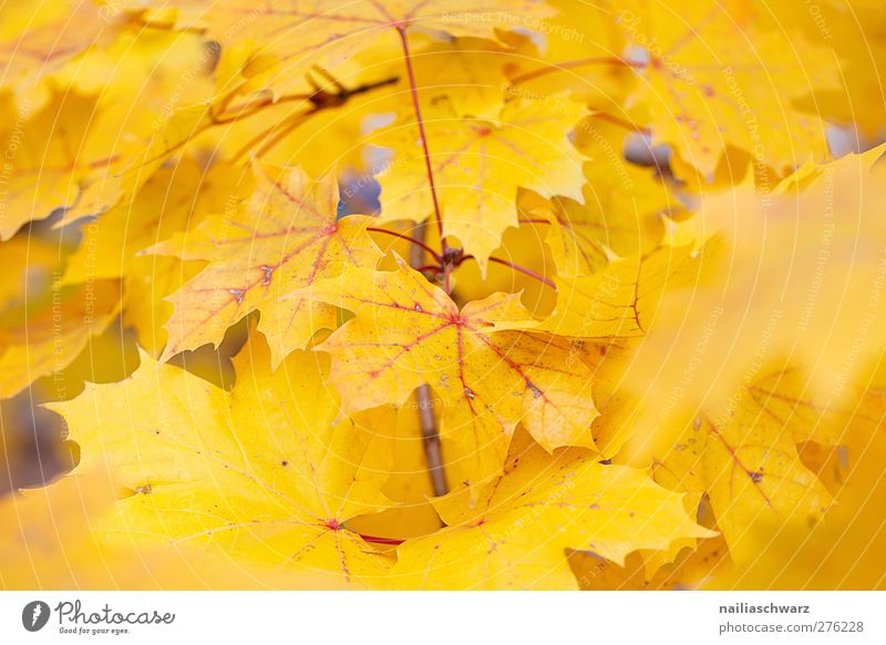 Gelb Natur Landschaft Pflanze Herbst Baum Blatt Ast gelb Farbe Umwelt Farbfoto Außenaufnahme Menschenleer Tag