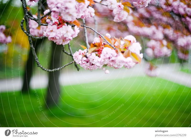 Kirschenblüten Pflanze Baum Blume Gras Blüte Ast kirschenblüten Kirschbaum winlogon schön angenehm genießen Garten Park Blühend Duft authentisch einfach
