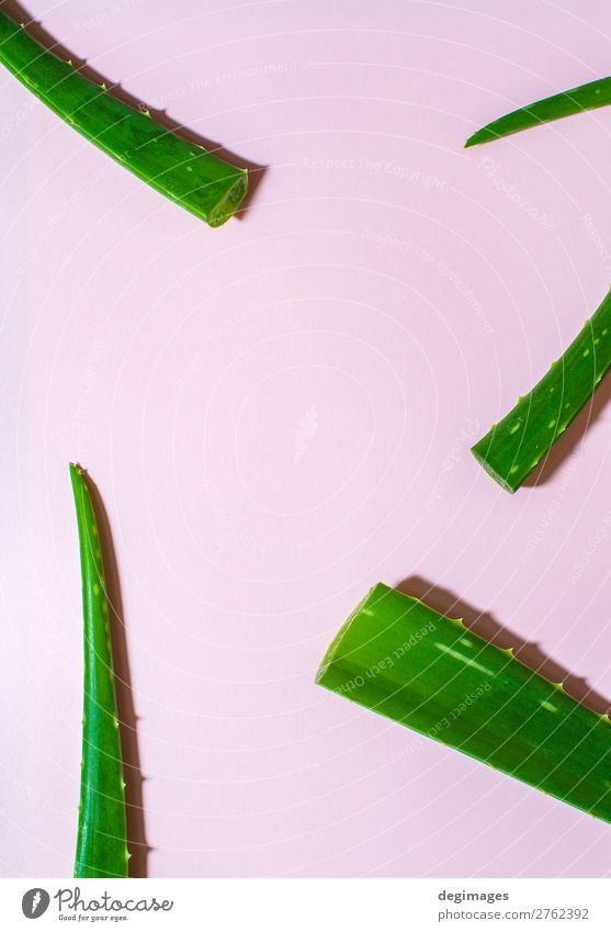 Aloe Vera hinterlässt Teile auf rosa Hintergrund. Kontrastierte Kulisse Behandlung Medikament Spa Pflanze Blatt frisch hell natürlich grün Gesundheit Pflege