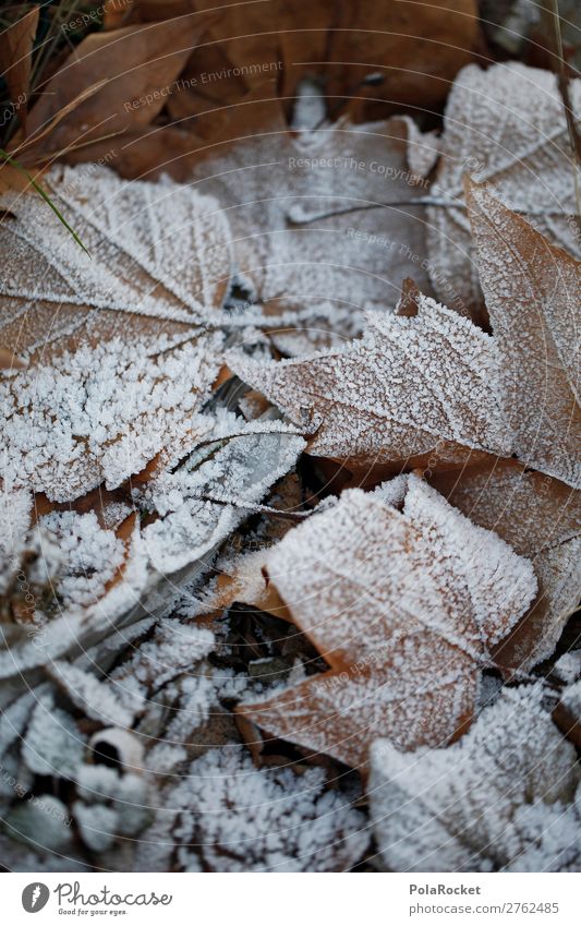 #A# WinterBlätter Umwelt Natur ästhetisch Blatt Laubwald laublos Frost Winterwald Winterstimmung Wintertag kalt Farbfoto Gedeckte Farben Außenaufnahme