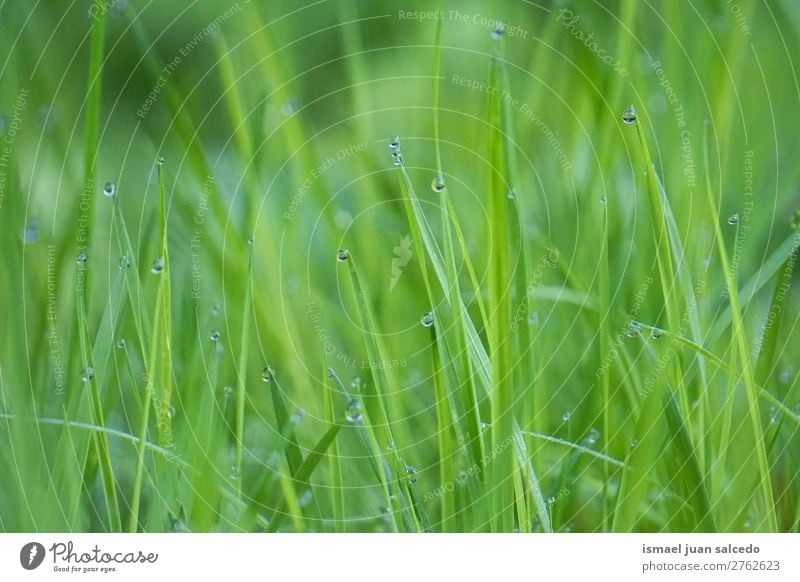 Tropfen auf den grünen Blättern Gras Pflanze Blatt Regentropfen glänzend hell Garten geblümt Natur abstrakt Konsistenz frisch Außenaufnahme Hintergrund