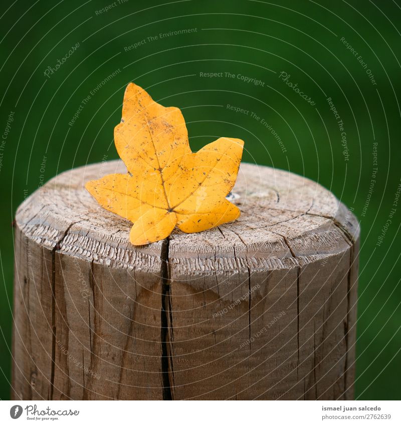 gelbes Blatt am Stamm Natur abstrakt Konsistenz Außenaufnahme Hintergrund Beautyfotografie Zerbrechlichkeit Herbst fallen Winter Kofferraum