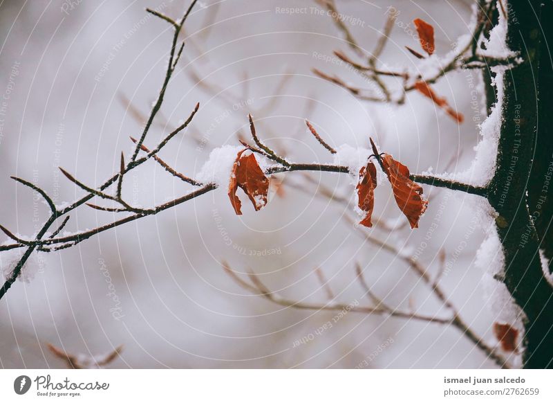 braunes Blatt und Schnee Natur abstrakt Konsistenz Außenaufnahme Hintergrund Beautyfotografie Zerbrechlichkeit Herbst fallen Winter