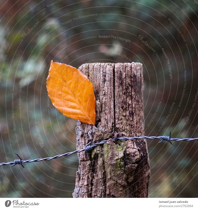braunes Blatt im Zaun Natur abstrakt Konsistenz Außenaufnahme Hintergrund Beautyfotografie Zerbrechlichkeit Herbst fallen Winter