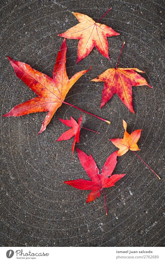 rote Blätter auf dem Boden Blatt Natur abstrakt Konsistenz Außenaufnahme Hintergrund Beautyfotografie Zerbrechlichkeit Herbst fallen Winter