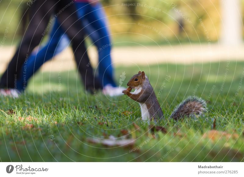 Eichhörnchen im Park Mensch Paar Beine 2 Herbst Gras Blatt Wiese Tier Wildtier Nagetiere Säugetier 1 gehen wandern niedlich Appetit & Hunger Bewegung