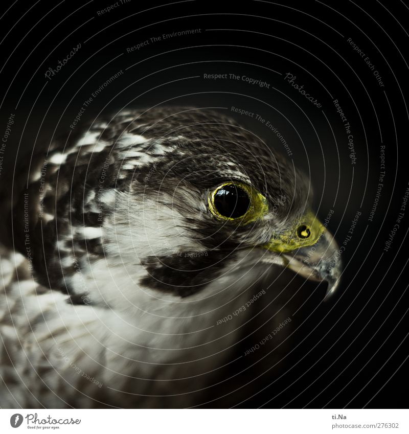 Wanderfalke Falken Greifvogel beobachten Blick ästhetisch bedrohlich braun gelb grau schwarz silber Tierschutz Umweltschutz Farbfoto Gedeckte Farben
