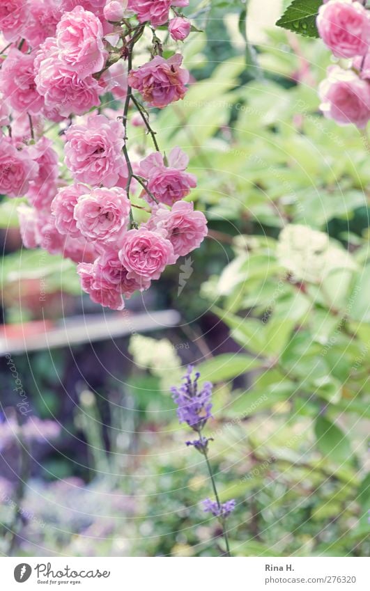 Regenpause Garten Sommer Schönes Wetter Blume Rose Lavendel Blühend hell natürlich grün rosa Lebensfreude Landleben Farbfoto Außenaufnahme Menschenleer