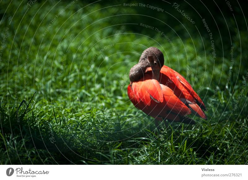 unauffällig, oder? Tier Vogel Zoo 1 Reinigen rot leuchten Ente Farbfoto Außenaufnahme Textfreiraum links Rückansicht