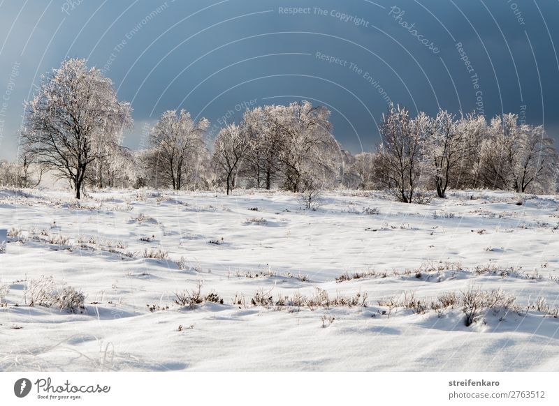 Kühl und wolkig Ferne Winter Schnee Umwelt Natur Landschaft Pflanze Wolken Gewitterwolken Eis Frost Baum Gras Sträucher ästhetisch bedrohlich dunkel kalt blau