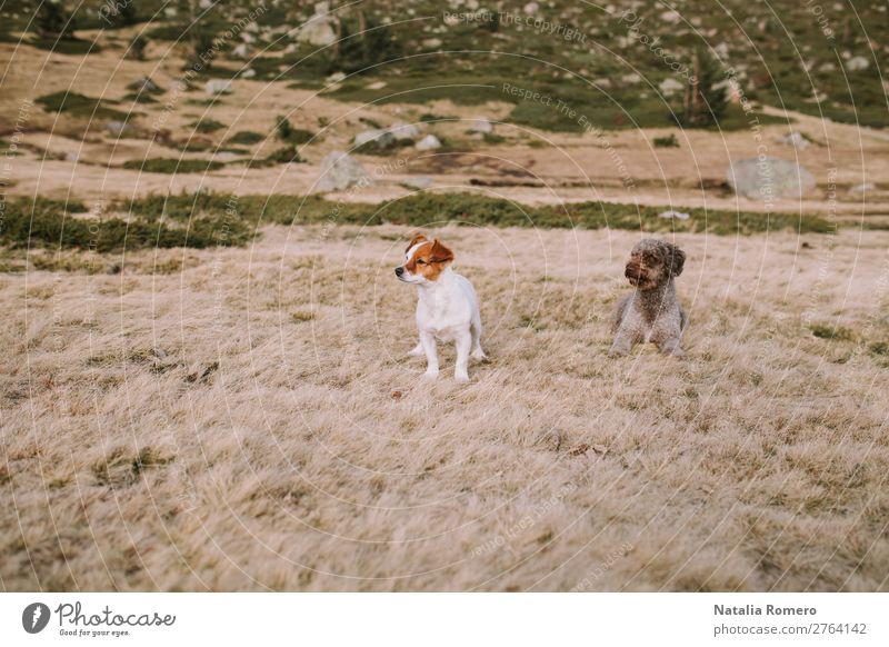 zwei Welpen liegen auf der Wiese und spielen weiter. Glück schön Spielen Menschengruppe Natur Tier Gras Park See Pelzmantel Haustier Hund sitzen natürlich