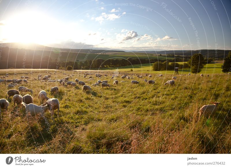 schäfchenstunde. Sommer Landwirtschaft Forstwirtschaft Landschaft Himmel Sonnenaufgang Sonnenuntergang Schönes Wetter Feld Weide Tier Nutztier Schaf Schafherde