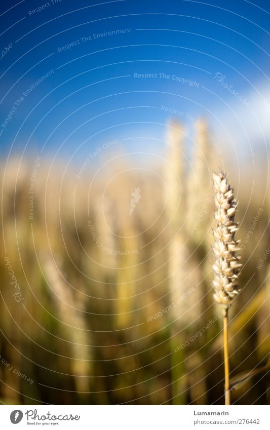 Ährenplatz Umwelt Landschaft Wolkenloser Himmel Sommer Schönes Wetter Pflanze Nutzpflanze Getreide Weizen Weizenfeld Weizenähre nah natürlich einzigartig