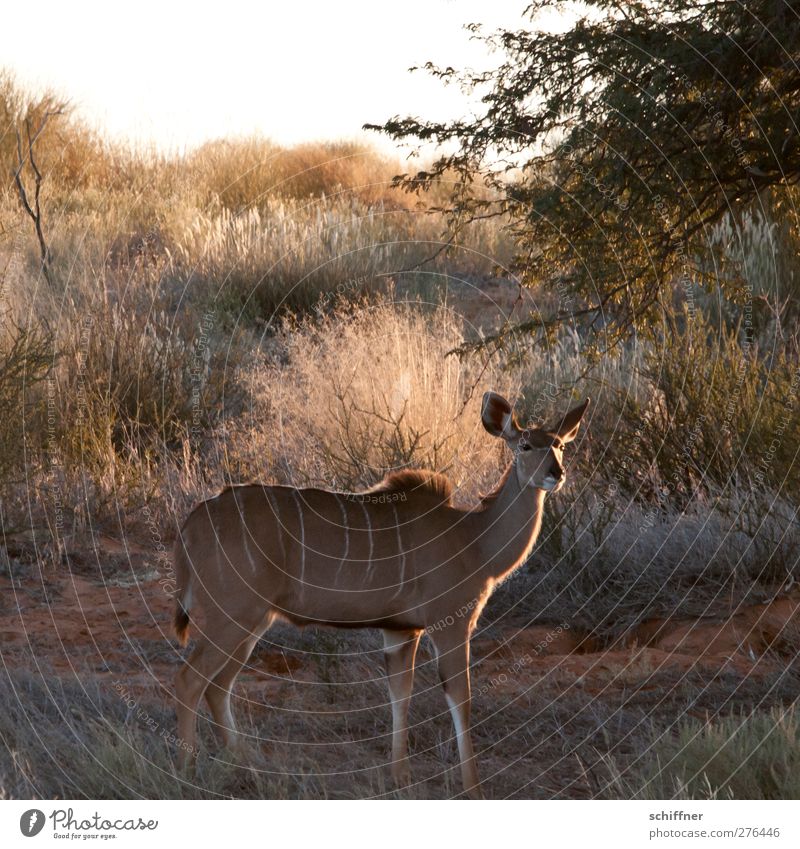 Du Kuh Du! Umwelt Natur Landschaft Wüste Tier Wildtier 1 Blick stehen wild Safari Steppe Kalahari Namibia entdecken Tarnung Kudu Außenaufnahme Menschenleer