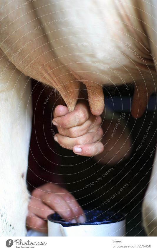 Vollmilch Landwirtschaft Forstwirtschaft Hand Finger 1 Mensch Tier Nutztier Kuh Euter Zitze Gelassenheit Bergbauer Milchwirtschaft stehen warten geduldig ruhig