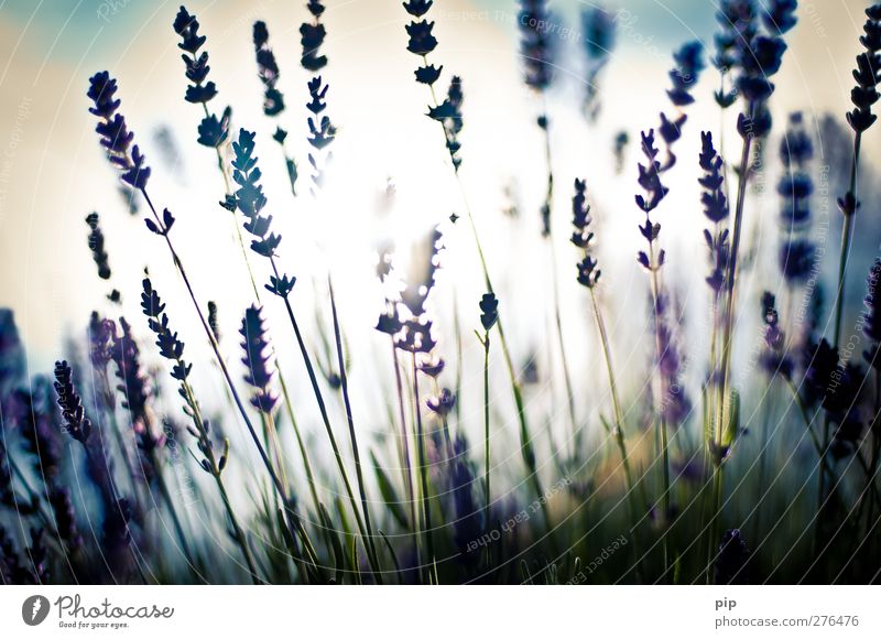 lovendel Umwelt Natur Pflanze Blüte Lavendel hell violett Unschärfe Stauden Duft Halm Farbfoto Gedeckte Farben Außenaufnahme Detailaufnahme Menschenleer Tag