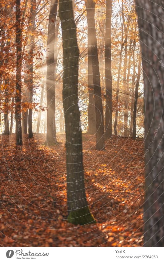 herbstlich Natur Herbst Nebel Baum Wald Wärme Beleuchtung Bayern Blatt Zweige u. Äste orange gelb Buchenwald Fichte Laubbaum erhellend erleuchten Hoffnung
