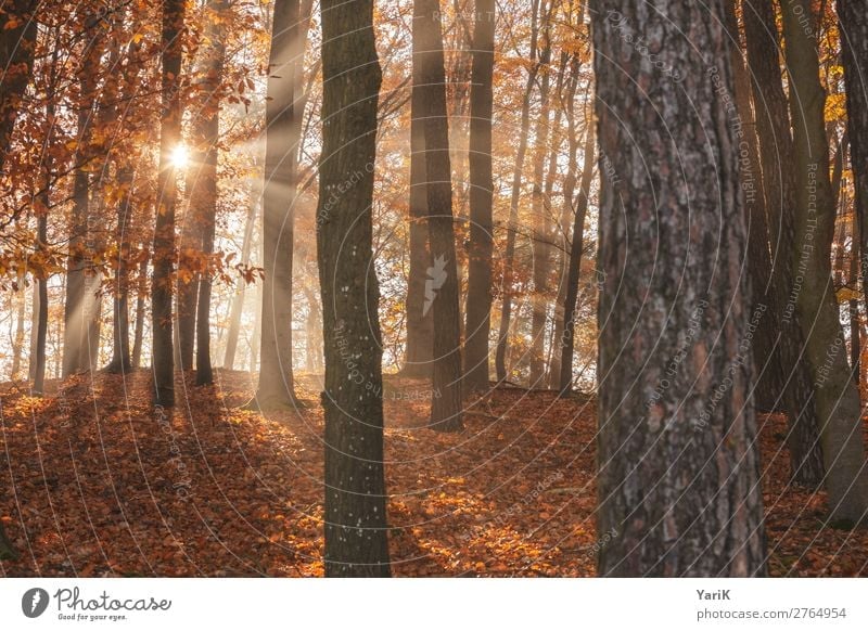 Herbstlich_T Natur Landschaft Sonnenlicht Schönes Wetter Baum Wald Wärme Beleuchtung herbstlich Bayern wandern Spaziergang Außenaufnahme Ast Zweige u. Äste