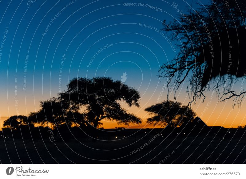 Jetzt schnell zurück, bevor der Jaguar kommt... Umwelt Natur Landschaft Nachthimmel Horizont Sonnenaufgang Sonnenuntergang Schönes Wetter Pflanze Baum Wüste