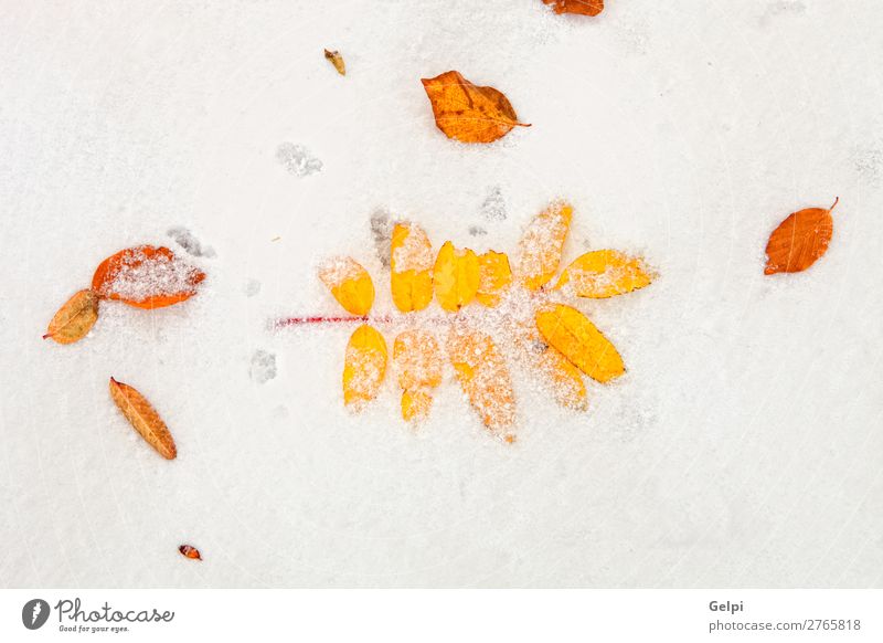 Gelbe Blätter auf einer Schneedecke schön Winter Natur Pflanze Herbst Wetter Baum Blatt alt Coolness hell braun rot weiß Tod Farbe Schneeflocke Gelbhintergründe
