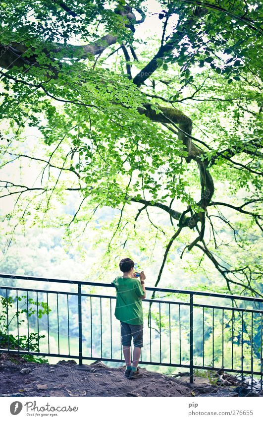 nachwuchsfotograf Mensch maskulin Junge Rücken 1 8-13 Jahre Kind Kindheit Natur Schönes Wetter Baum Ast Zweige u. Äste Blatt Wald Felsen Geländer beobachten