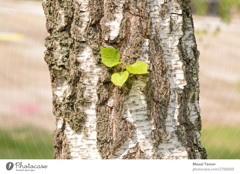 Blätter auf Birkenstamm Sommer Umwelt Natur Baum Blatt Park Wald grün weiß Ukraine Rinde Jahreszeiten Frühling sonnig Kofferraum Holz jung Sonnenlicht
