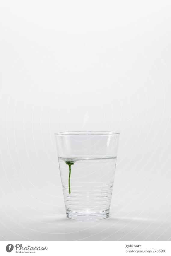 Gänse(blumen)wein Getränk trinken Erfrischungsgetränk Trinkwasser Geschirr Glas Pflanze Blume Gesundheit Sauberkeit weiß achtsam Selbstbeherrschung Reinlichkeit